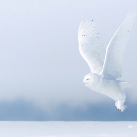 William Mitchell - Flight of the Tundra King - - 24x36