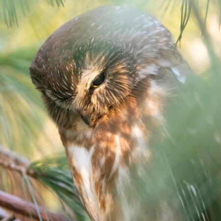 William Mitchell - Moody Saw-whet Owl - - 11x14