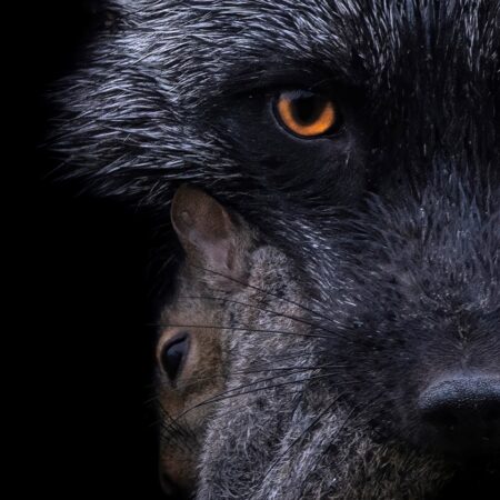 William Mitchell - Master of the Hunt - - 24x36