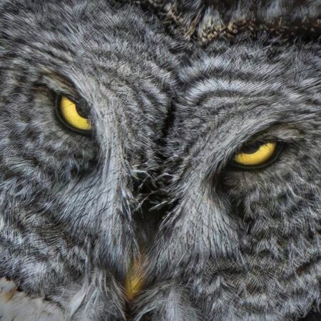 William Mitchell - Wrath of the Great Grey Owl - - 24x36