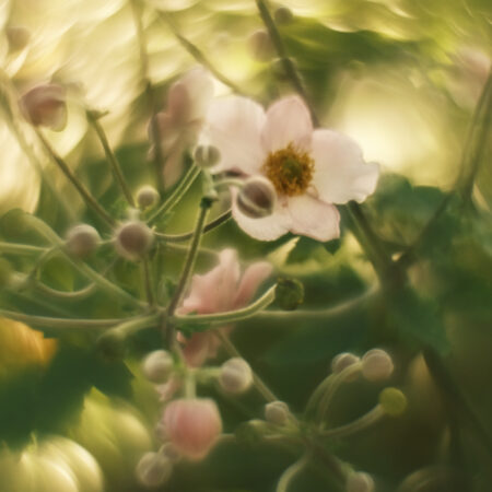 Serena Zhang - Where Light Begins to Bend - Photography - 24'' x 18'' x 1''